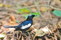 Copsychus sechellarum